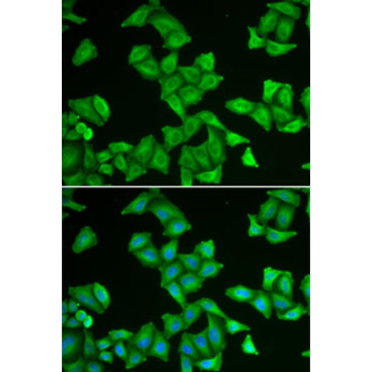 Immunofluorescence - Anti-COX5A Antibody (A9867) - Antibodies.com