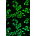 Immunofluorescence - Anti-COX5A Antibody (A9867) - Antibodies.com