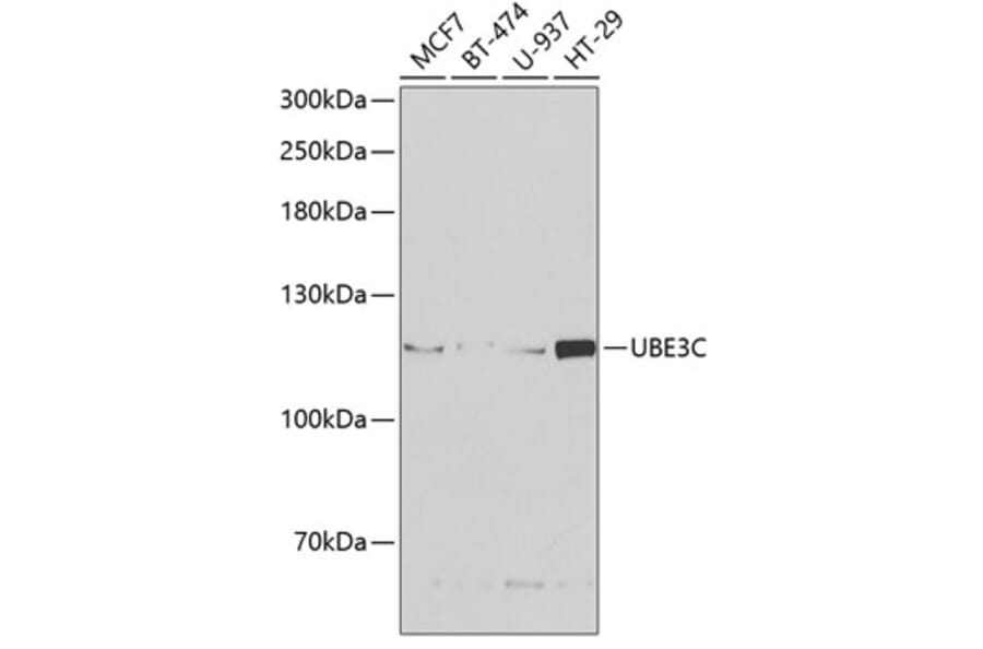 Western Blot - Anti-UBE3C Antibody (A6442) - Antibodies.com