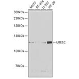 Western Blot - Anti-UBE3C Antibody (A6442) - Antibodies.com