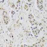 Immunohistochemistry - Anti-UBE3C Antibody (A6442) - Antibodies.com