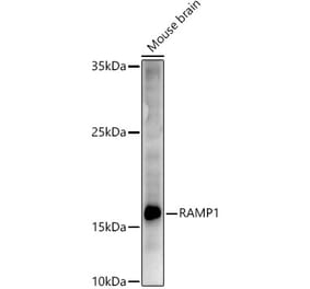 Western Blot - Anti-RAMP1 Antibody (A9872) - Antibodies.com