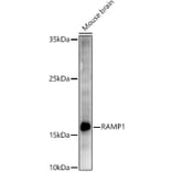 Western Blot - Anti-RAMP1 Antibody (A9872) - Antibodies.com