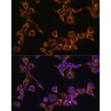 Immunofluorescence - Anti-RAMP1 Antibody (A9872) - Antibodies.com