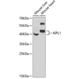 Western Blot - Anti-AIPL1 Antibody (A9876) - Antibodies.com