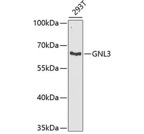 Western Blot - Anti-Nucleostemin Antibody (A9877) - Antibodies.com