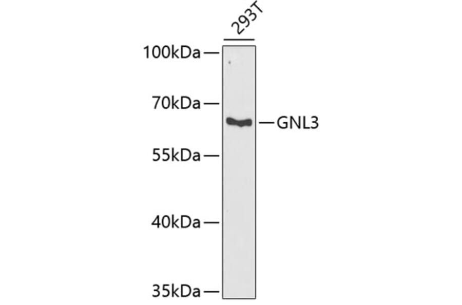 Western Blot - Anti-Nucleostemin Antibody (A9877) - Antibodies.com