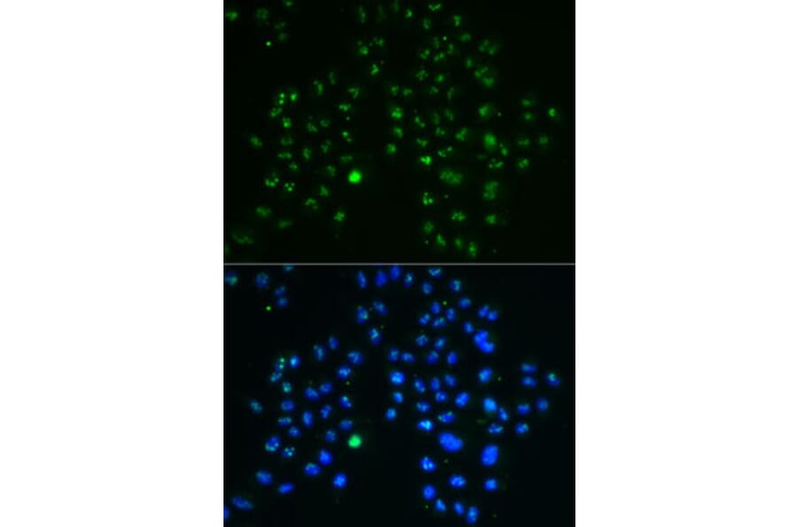AntiNucleostemin Antibody (A9877)