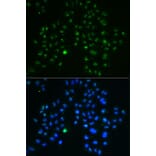 Immunofluorescence - Anti-Nucleostemin Antibody (A9877) - Antibodies.com