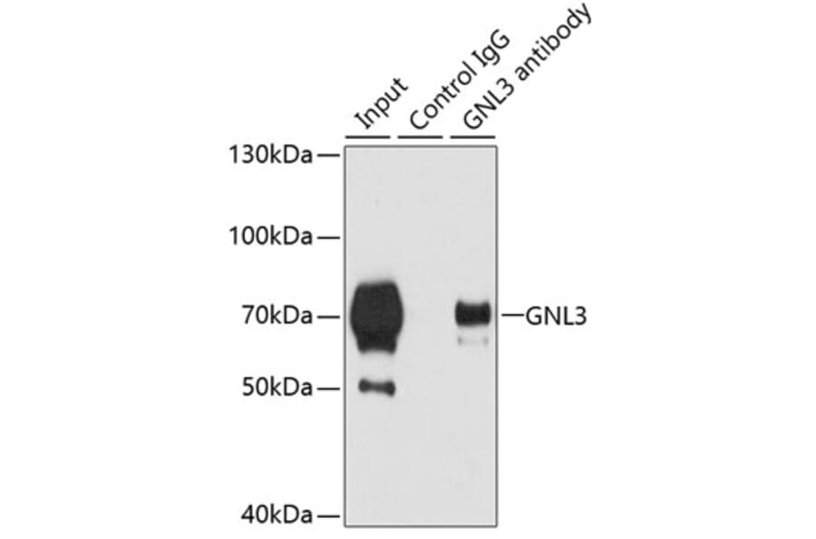 Western Blot - Anti-Nucleostemin Antibody (A9877) - Antibodies.com
