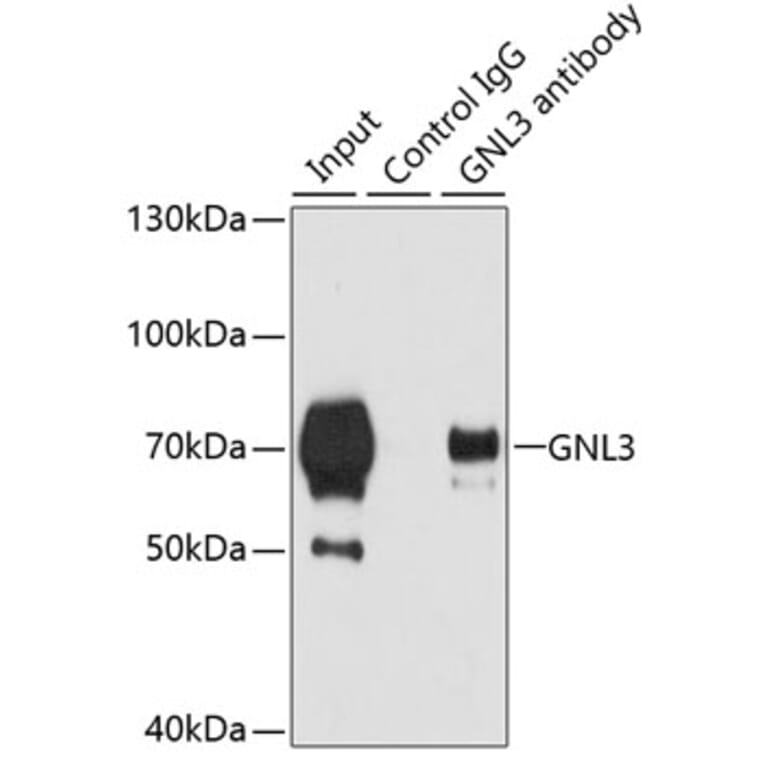 Western Blot - Anti-Nucleostemin Antibody (A9877) - Antibodies.com