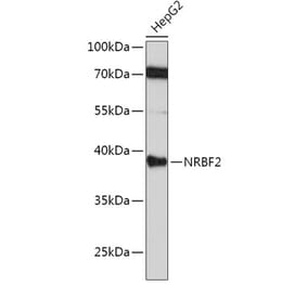 Western Blot - Anti-NRBF2 Antibody (A9878) - Antibodies.com