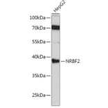 Western Blot - Anti-NRBF2 Antibody (A9878) - Antibodies.com