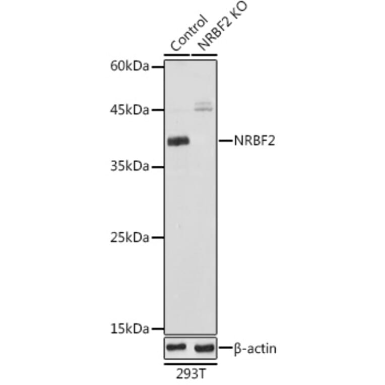 Western Blot - Anti-NRBF2 Antibody (A9878) - Antibodies.com