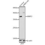 Western Blot - Anti-NRBF2 Antibody (A9878) - Antibodies.com