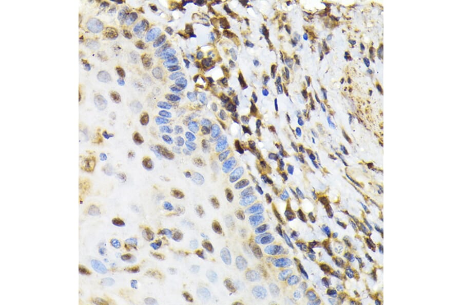 Immunohistochemistry - Anti-NRBF2 Antibody (A9878) - Antibodies.com
