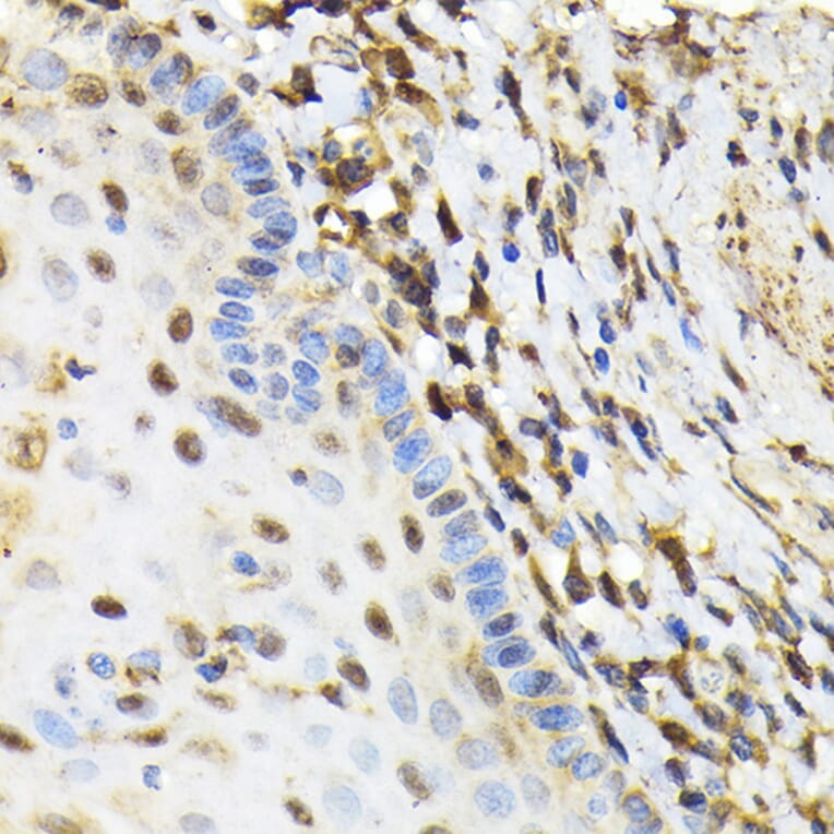 Immunohistochemistry - Anti-NRBF2 Antibody (A9878) - Antibodies.com