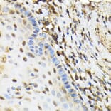 Immunohistochemistry - Anti-NRBF2 Antibody (A9878) - Antibodies.com
