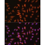Immunofluorescence - Anti-NRBF2 Antibody (A9878) - Antibodies.com