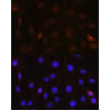 Immunofluorescence - Anti-NRBF2 Antibody (A9878) - Antibodies.com