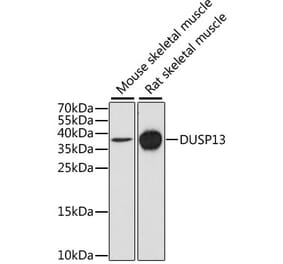 Western Blot - Anti-DUSP13 Antibody (A9880) - Antibodies.com