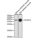 Western Blot - Anti-DUSP13 Antibody (A9880) - Antibodies.com