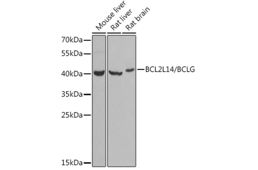 Western Blot - Anti-Bcl G/BCL2L14 Antibody (A9886) - Antibodies.com