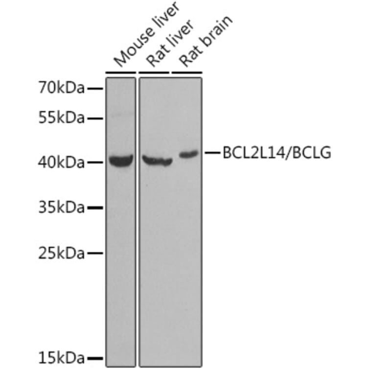 Western Blot - Anti-Bcl G/BCL2L14 Antibody (A9886) - Antibodies.com