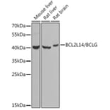 Western Blot - Anti-Bcl G/BCL2L14 Antibody (A9886) - Antibodies.com