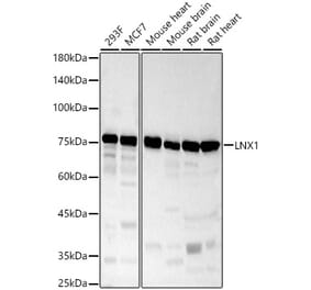 Western Blot - Anti-LNX1 Antibody (A9887) - Antibodies.com