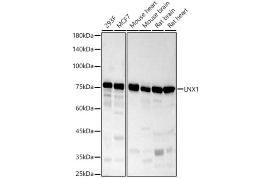 Western Blot - Anti-LNX1 Antibody (A9887) - Antibodies.com