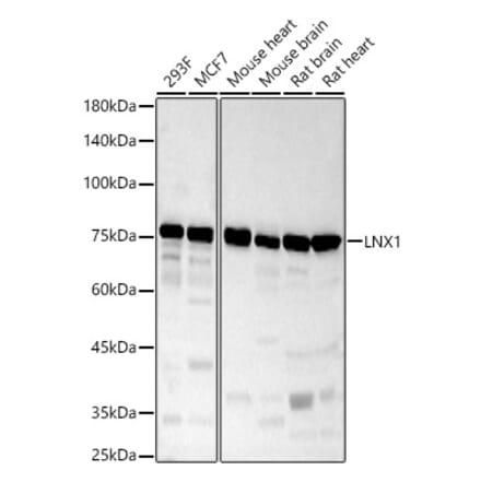 Western Blot - Anti-LNX1 Antibody (A9887) - Antibodies.com