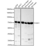 Western Blot - Anti-LNX1 Antibody (A9887) - Antibodies.com