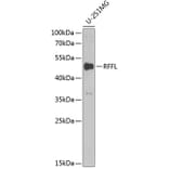 Western Blot - Anti-Rffl Antibody (A9891) - Antibodies.com