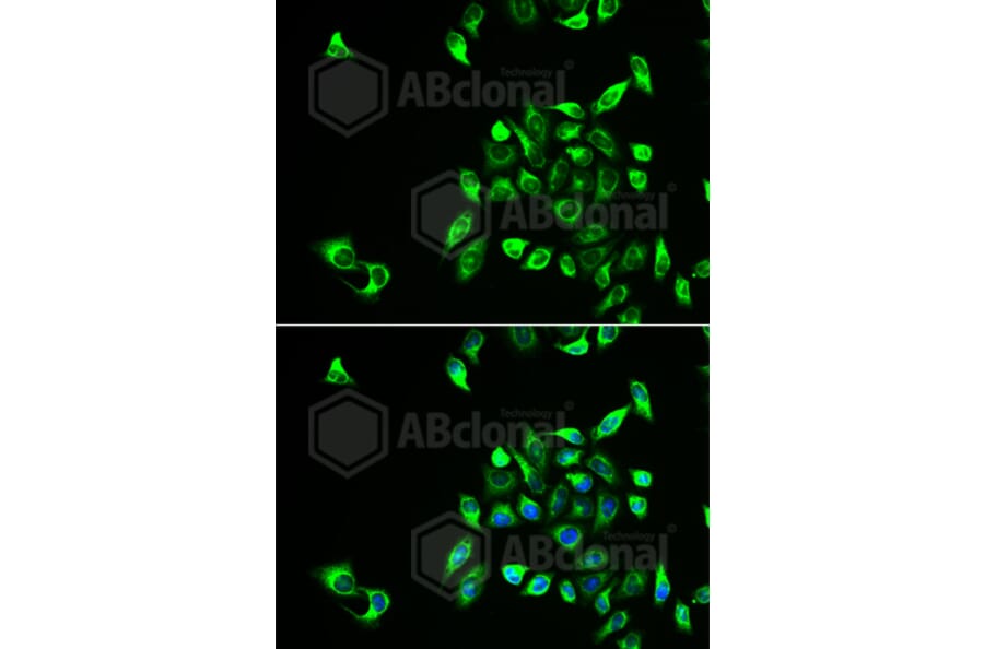Immunofluorescence - Anti-CSNK1A1L Antibody (A6490) - Antibodies.com