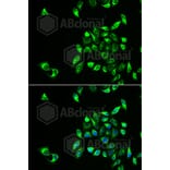 Immunofluorescence - Anti-CSNK1A1L Antibody (A6490) - Antibodies.com