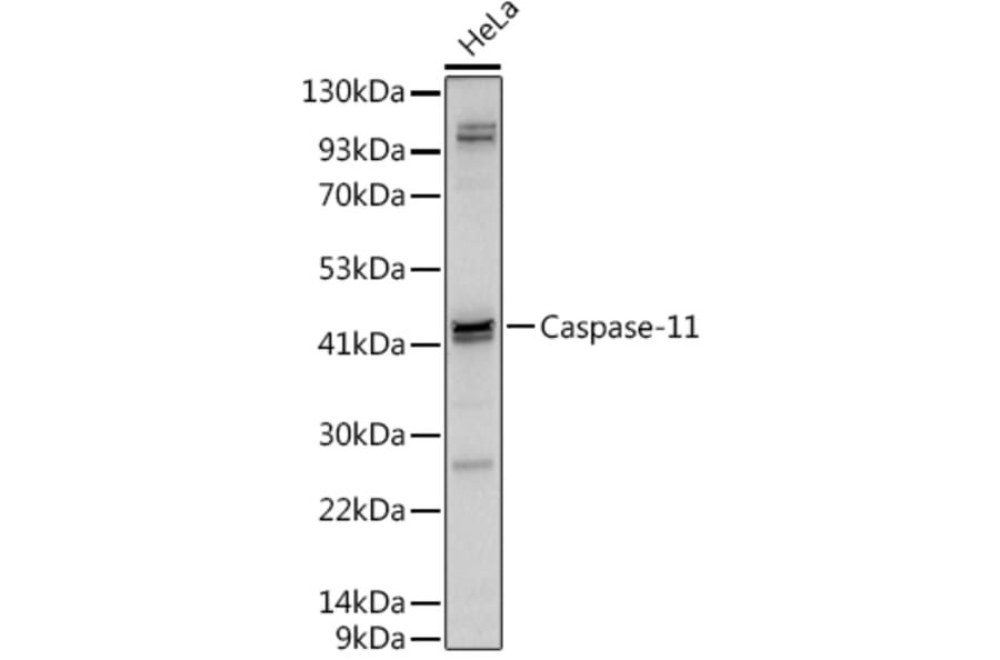Western Blot - Anti-Caspase-4 Antibody (A9894) - Antibodies.com