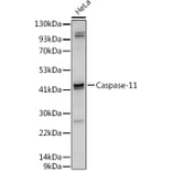 Western Blot - Anti-Caspase-4 Antibody (A9894) - Antibodies.com