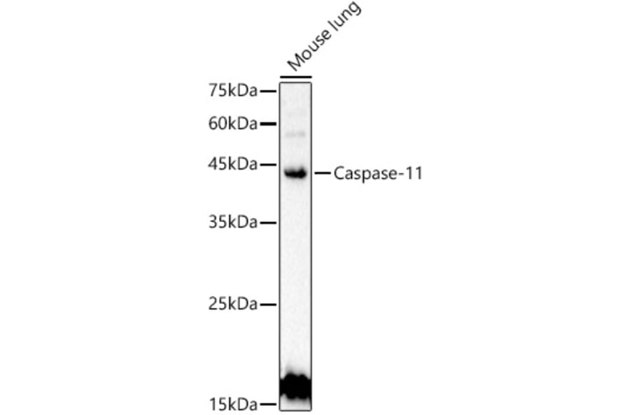 Western Blot - Anti-Caspase-4 Antibody (A9894) - Antibodies.com