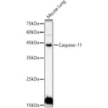 Western Blot - Anti-Caspase-4 Antibody (A9894) - Antibodies.com