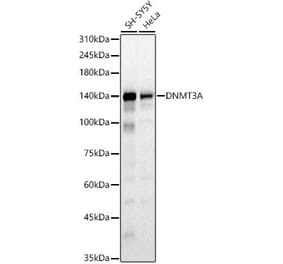Western Blot - Anti-Dnmt3a Antibody (A9895) - Antibodies.com