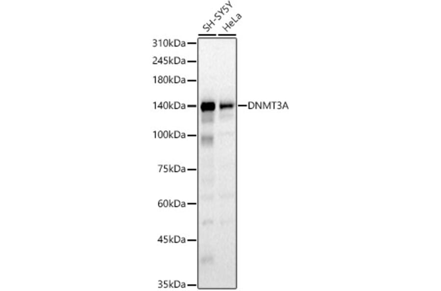 Western Blot - Anti-Dnmt3a Antibody (A9895) - Antibodies.com
