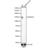 Western Blot - Anti-Dnmt3a Antibody (A9895) - Antibodies.com