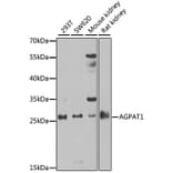 Western Blot - Anti-AGPAT1 Antibody (A9899) - Antibodies.com