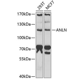 Western Blot - Anti-Anillin Antibody (A9902) - Antibodies.com