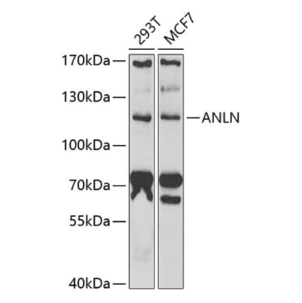 Western Blot - Anti-Anillin Antibody (A9902) - Antibodies.com