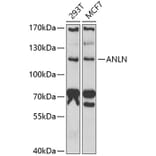 Western Blot - Anti-Anillin Antibody (A9902) - Antibodies.com