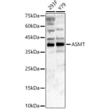 Western Blot - Anti-ASMT Antibody (A9904) - Antibodies.com