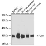 Western Blot - Anti-MATH1/HATH1 Antibody (A9905) - Antibodies.com