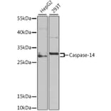 Western Blot - Anti-Caspase-14 Antibody (A9907) - Antibodies.com